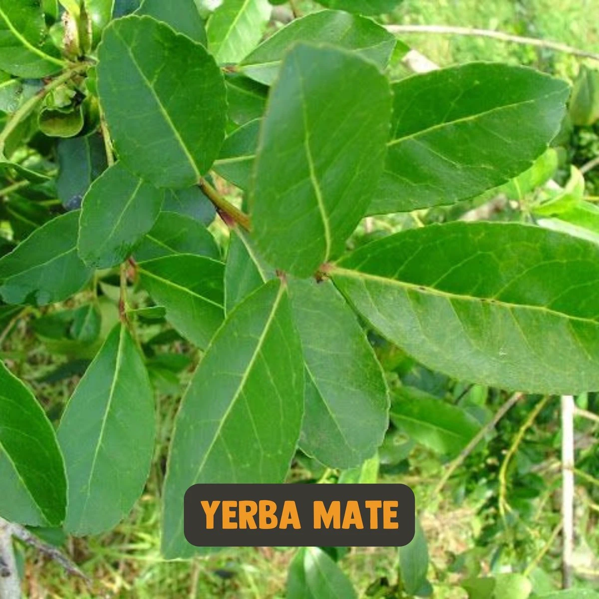 Cupplement | Thee Set 2 Delig | Yerba Mate 100 Gram & Matcha 90 Gram | Biologisch | Gratis Verzending, Opschuimer & Batterijen | Cadeau Pakket 11 Cupplement | Thee Set 2 Delig | Yerba Mate 100 Gram & Matcha 90 Gram | Biologisch | Gratis Verzending, Opschuimer & Batterijen | Cadeau Pakket - Afbeelding 11