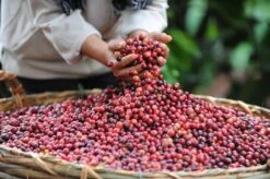 Nescafé Gold Oploskoffie - 6 Doosjes à 25 Zakjes -Voedsel Serie Winkel 1200x798 6