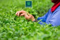 TMomentes® High Quality Culinary MATCHA Thee - Matcha Poeder - Matcha Thee - 100% Organisch Gecertificeerd - 100 Gram -Voedsel Serie Winkel 1200x800 21