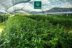 TMomentes® High Quality Culinary MATCHA Thee - Matcha Poeder - Matcha Thee - 100% Organisch Gecertificeerd - 100 Gram -Voedsel Serie Winkel 1200x800 22