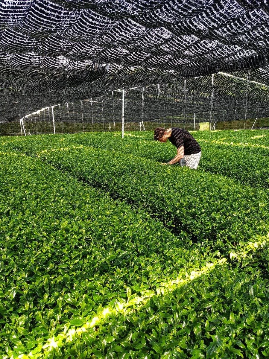 Matcha Thee Starters Kit - Alles Wat U Nodig Heeft Voor De Perfecte Japanse Matcha! Vandaag Besteld, Morgen In Huis! ✔ Gratis Matcha Boek Bij Uw Bestelling! 5 Matcha Thee Starters Kit - Alles Wat U Nodig Heeft Voor De Perfecte Japanse Matcha! Vandaag Besteld, Morgen In Huis! ✔ Gratis Matcha Boek Bij Uw Bestelling! - Afbeelding 5