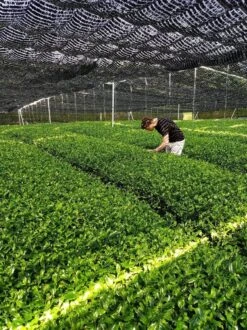 Japanse Matcha Cadeau Set - Het Perfecte Cadeau! ✔ Vandaag Besteld, Morgen In Huis ✔ Gratis Matcha Boek Bij Uw Bestelling! -Voedsel Serie Winkel 899x1200 17